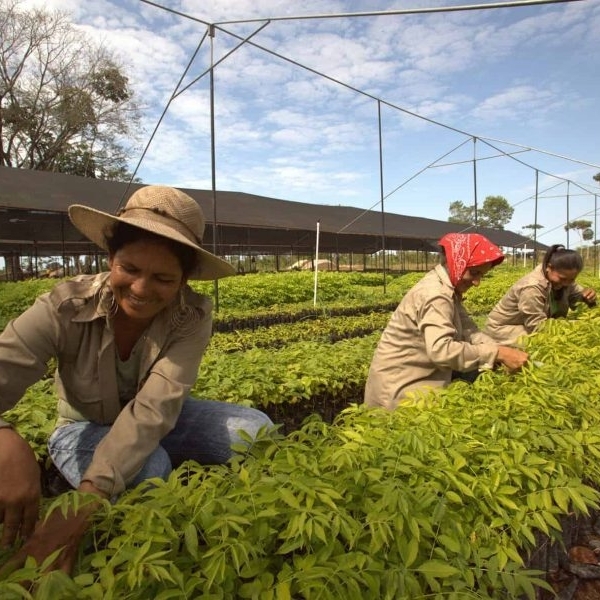 Nursey santa cruz ii 49997301731 o Fo Fi G 1 scaled pwtiqnoc4mmjqbpz2xkcm70ca8qudgbty0z4t31zqo